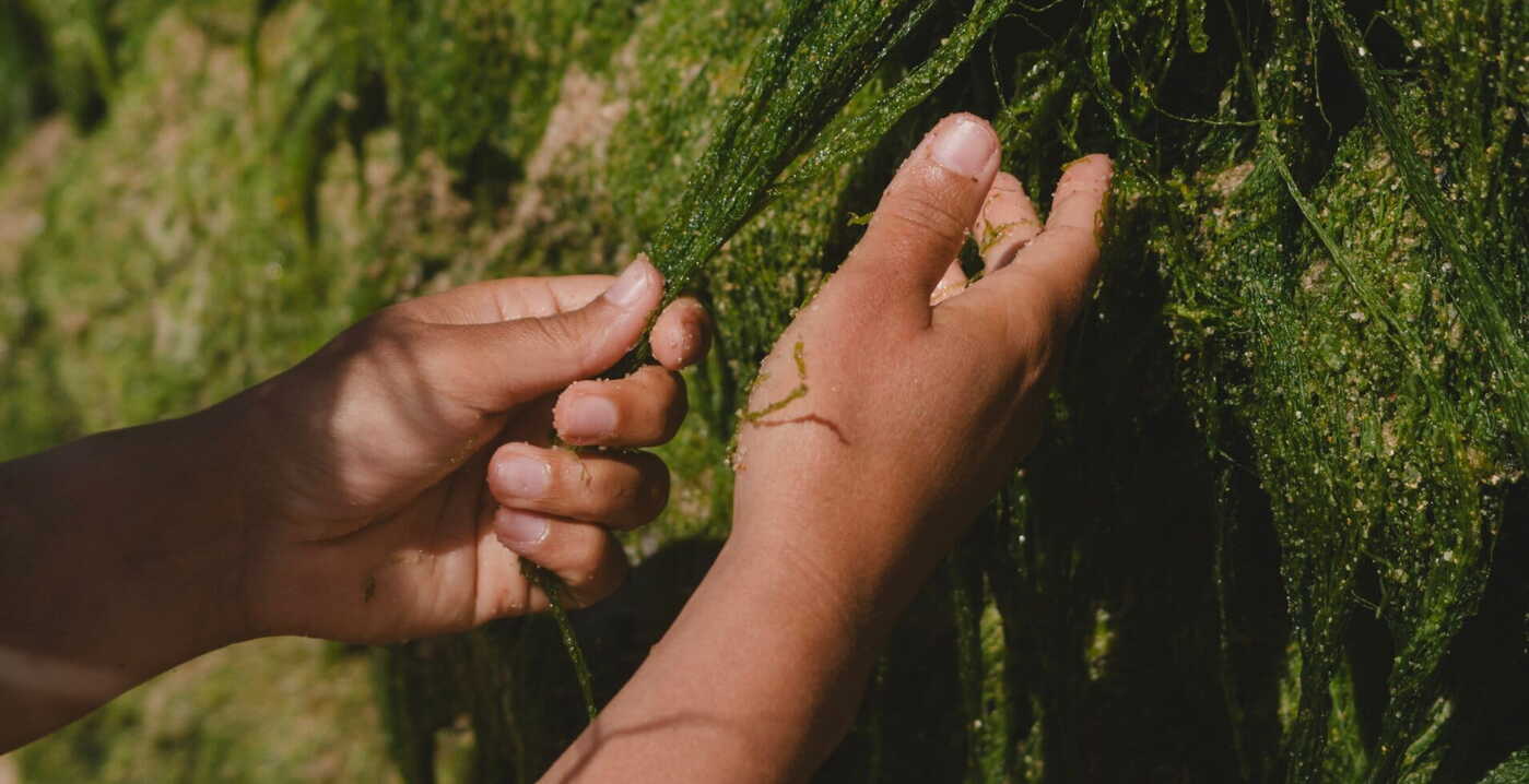Hands holding seaweed in shallow water